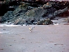 Sand Piper (how cute!)